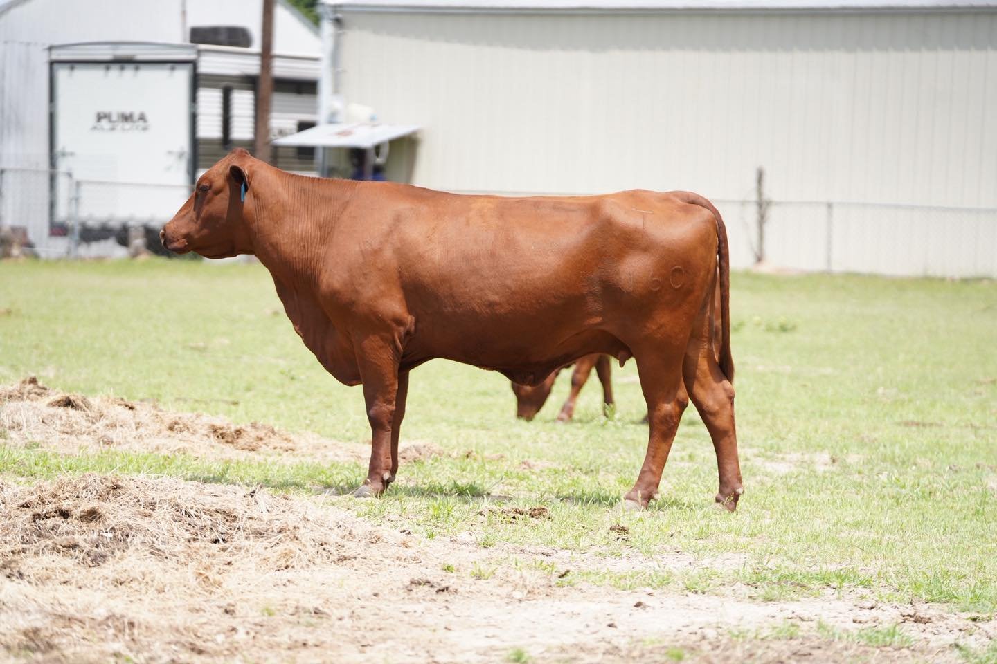 𝗩𝗘𝗧 𝗖𝗢𝗥𝗡𝗘𝗥: 𝗕𝗢𝗗𝗬 𝗖𝗢𝗡𝗗𝗜𝗧𝗜𝗢𝗡 🐄

One of the simplest ways to evaluate the health of your herd is by looking at body condition.

Cattle that are too thin may struggle to breed back, while cattle that are too fat can have their own 
