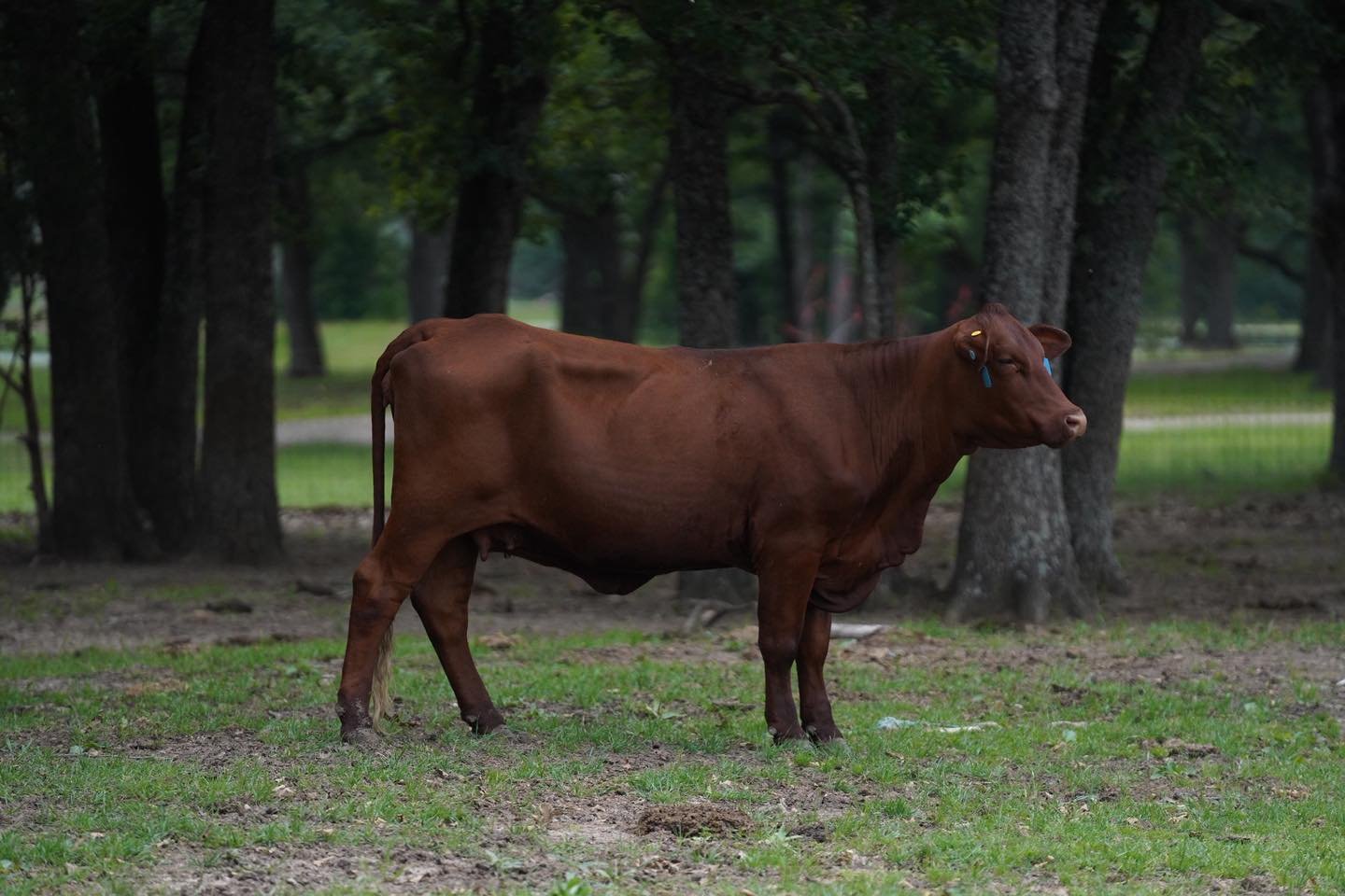 𝗠𝗘𝗘𝗧 𝗥𝗘𝗕𝗔 🐄

Reba has been a cornerstone female in our herd and represents exactly the kind of maternal genetics we're trying to build around.

She is a KR 191/13 daughter that traces back to one of Hefte Ranch's strongest maternal lines, He