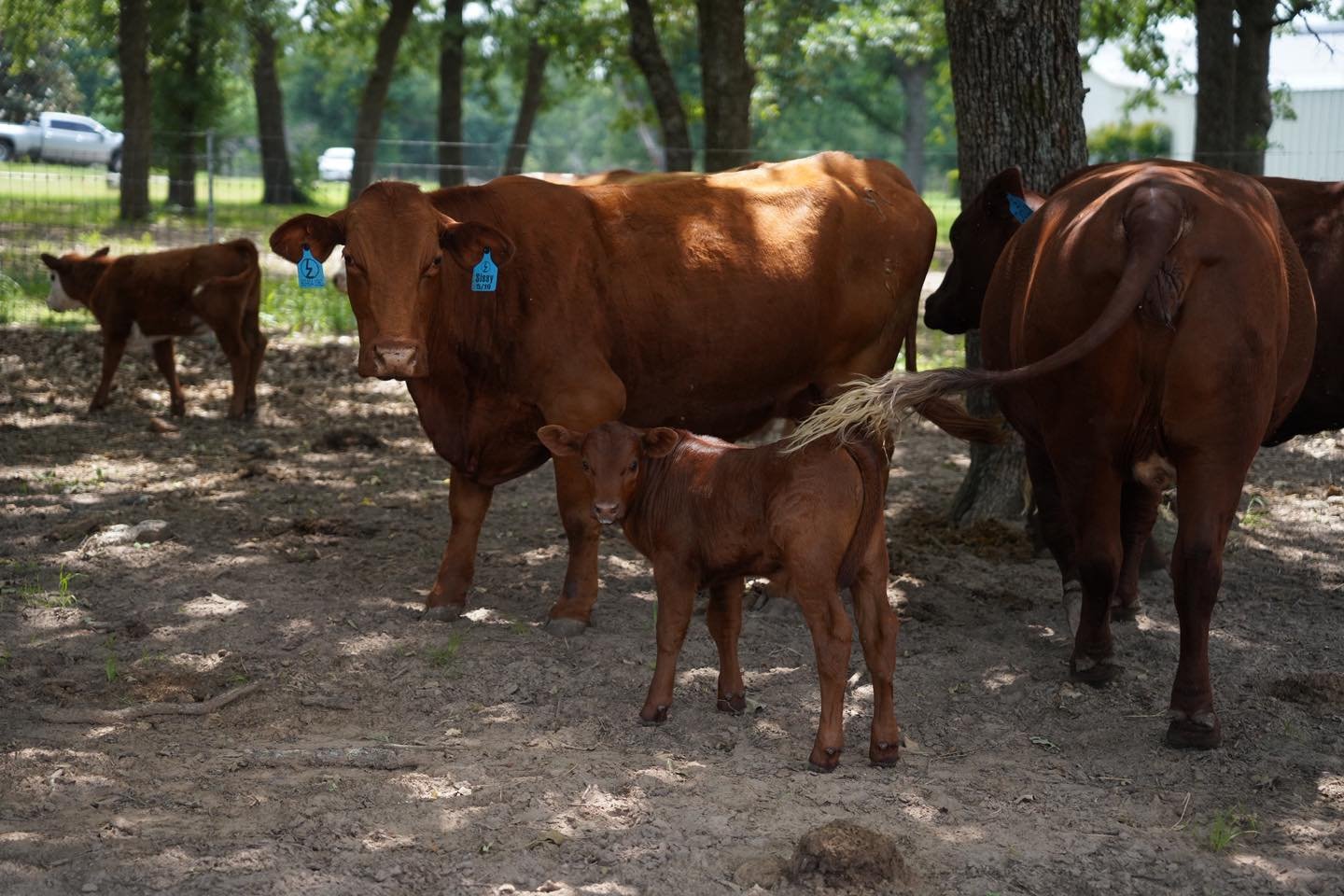 𝗘𝗩𝗘𝗥𝗬 𝗣𝗢𝗨𝗡𝗗 𝗛𝗔𝗦 𝗔 𝗖𝗢𝗦𝗧
One thing that gets overlooked all the time is that every pound you put on a calf has a cost tied to it.
It doesn&rsquo;t matter if you already have the hay sitting there or the equipment is paid for. There&rs