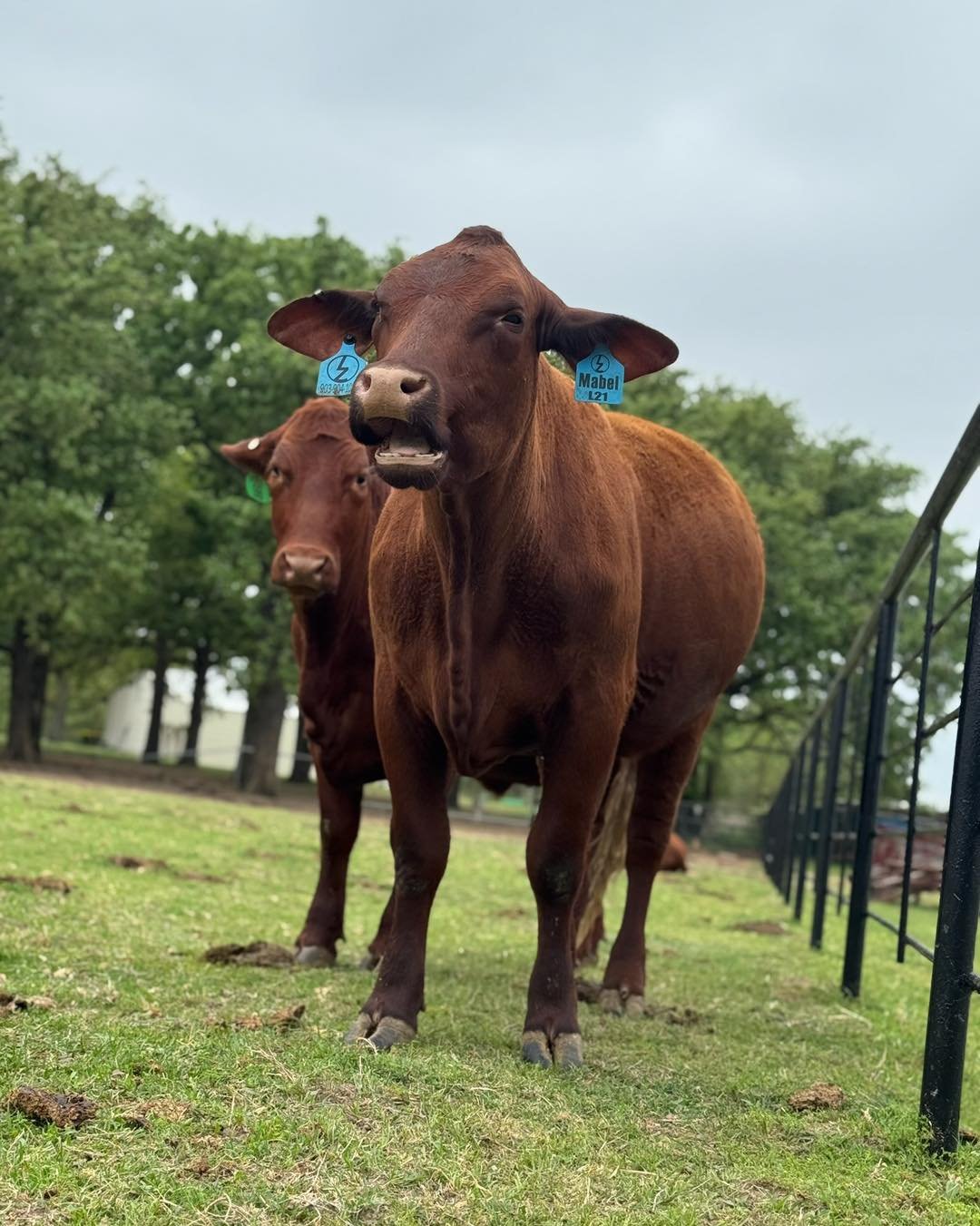𝗩𝗘𝗧 𝗖𝗢𝗥𝗡𝗘𝗥: 𝗦𝗖𝗥𝗘𝗪𝗪𝗢𝗥𝗠 𝗨𝗣𝗗𝗔𝗧𝗘 🚨🐄

If you&rsquo;ve been hearing people talk about screwworm lately, it&rsquo;s for good reason.

The New World Screwworm has now been confirmed in multiple animals in Texas and New Mexico, marki