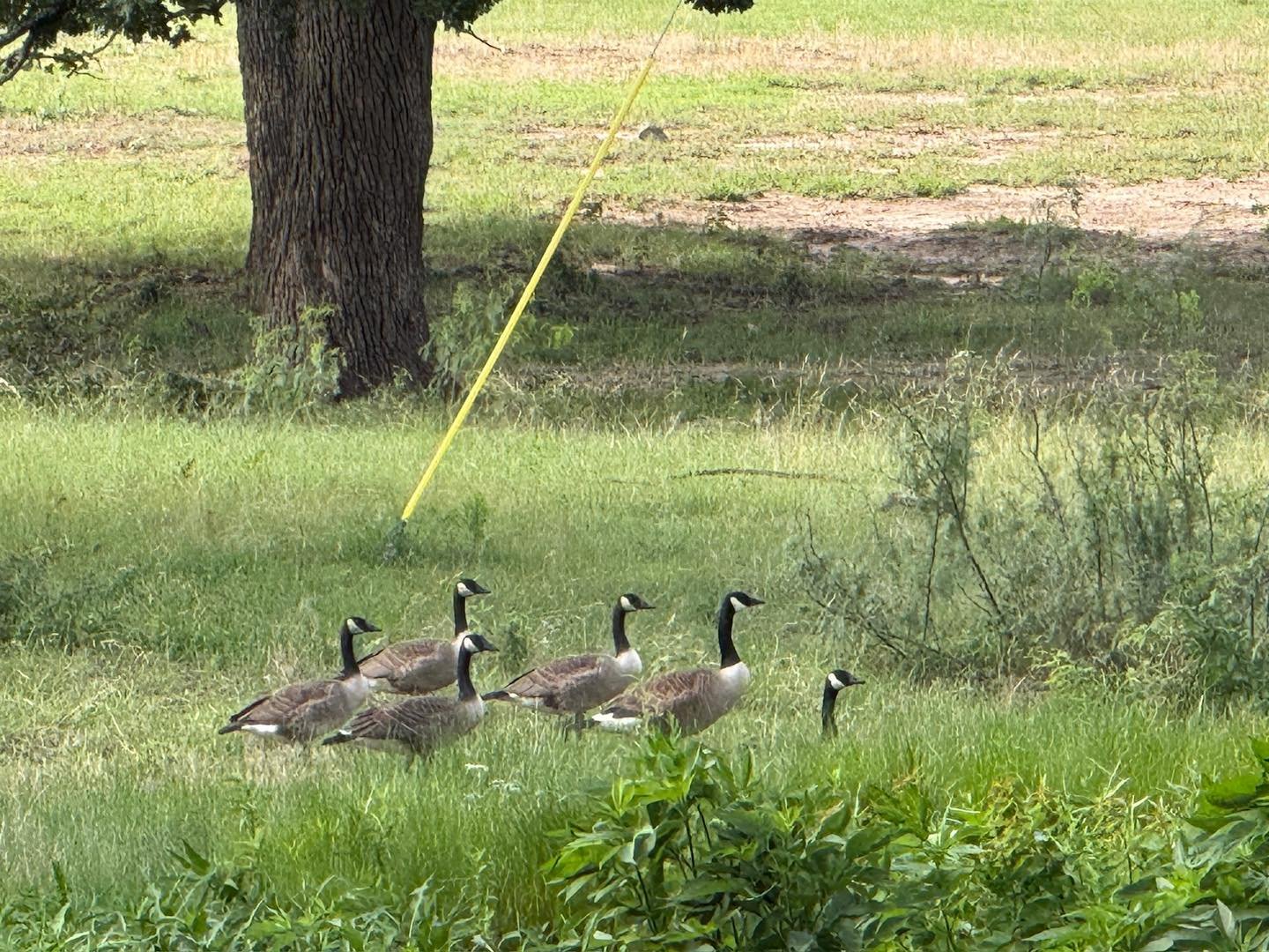 𝗧𝗛𝗘𝗬 𝗚𝗥𝗢𝗪 𝗨𝗣 𝗙𝗔𝗦𝗧 🪿

The babies are all grown up now!

Geese are some of the best examples of family you&rsquo;ll find. Always together, always on watch, and always looking out for each other. It&rsquo;s been fun watching this little f