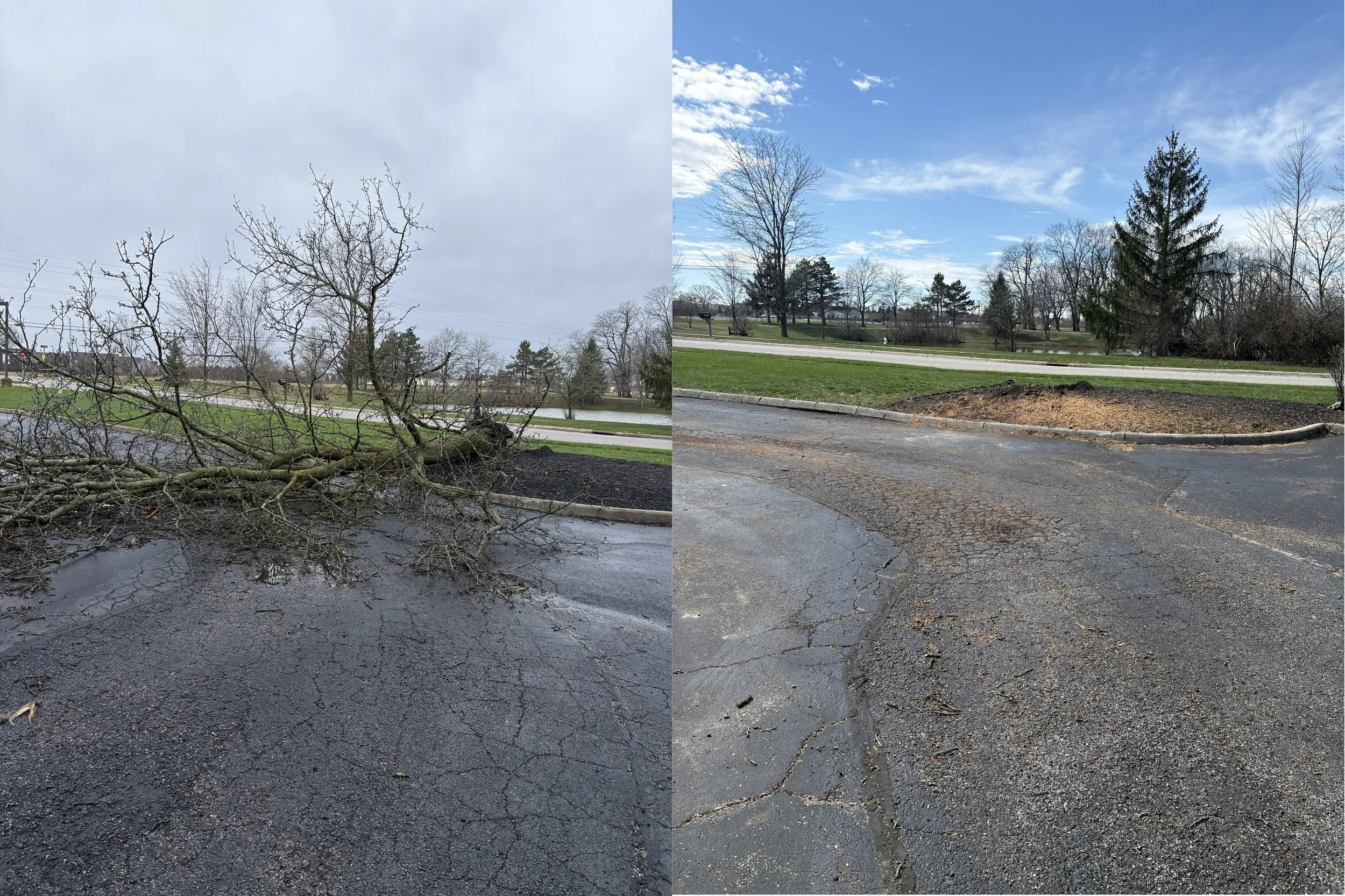 Same-day tree removal for a local business owner when the big tree services were booked weeks out after a major storm