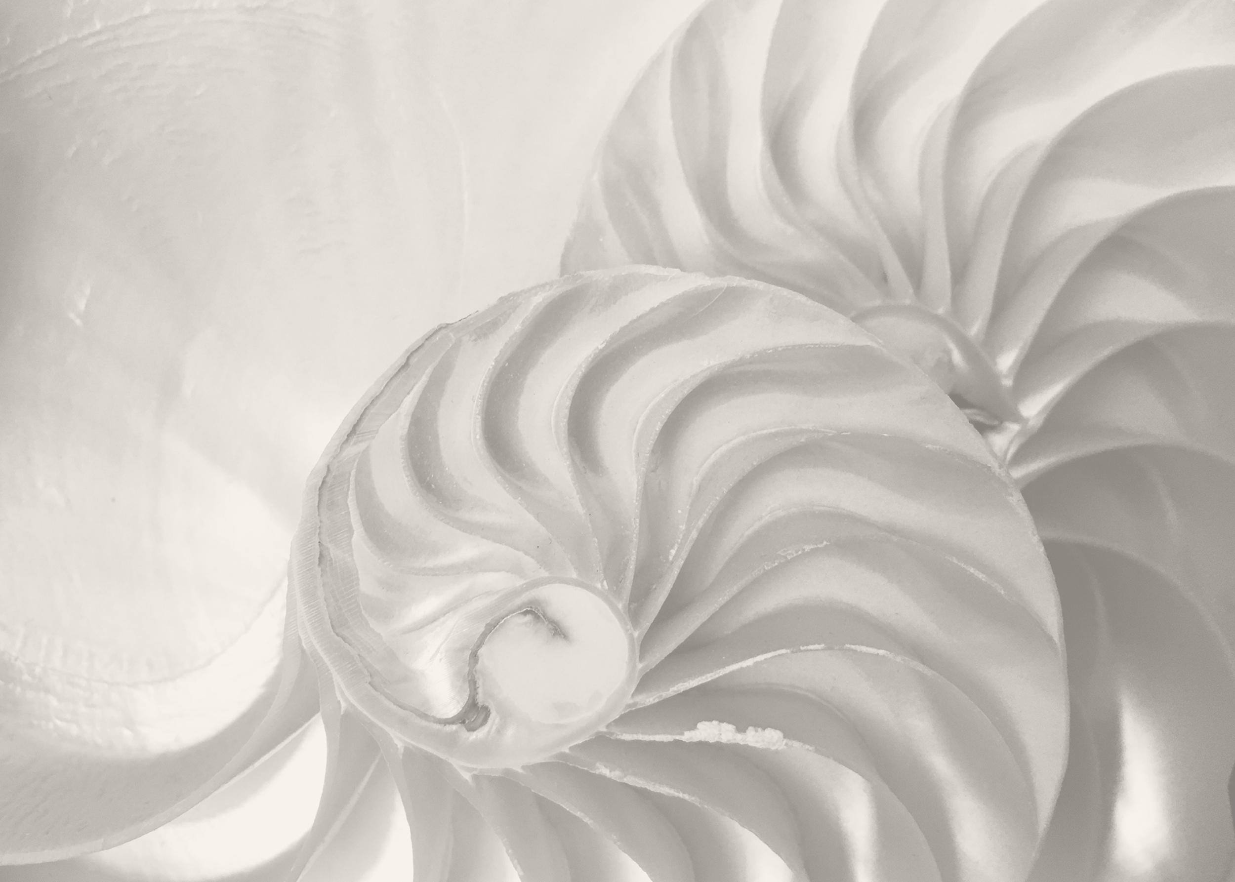 sea shell texture