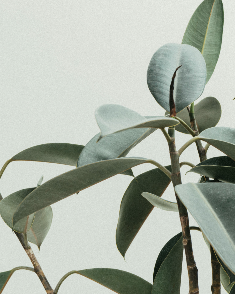 Close-up of a eucalyptus plant with green oval leaves and woody stems against a light, neutral background.
