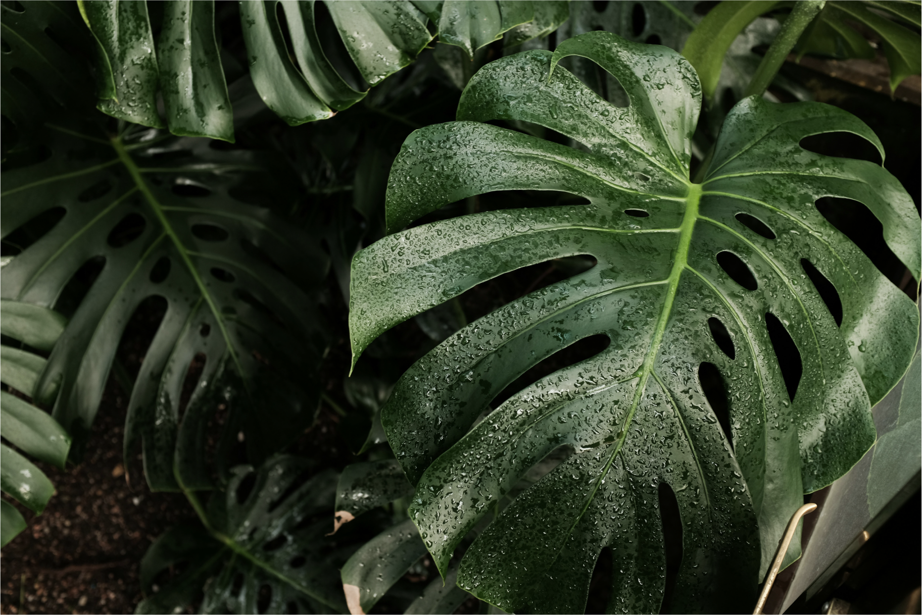 Close-up of large green monstera leaves with water droplets on their surface.