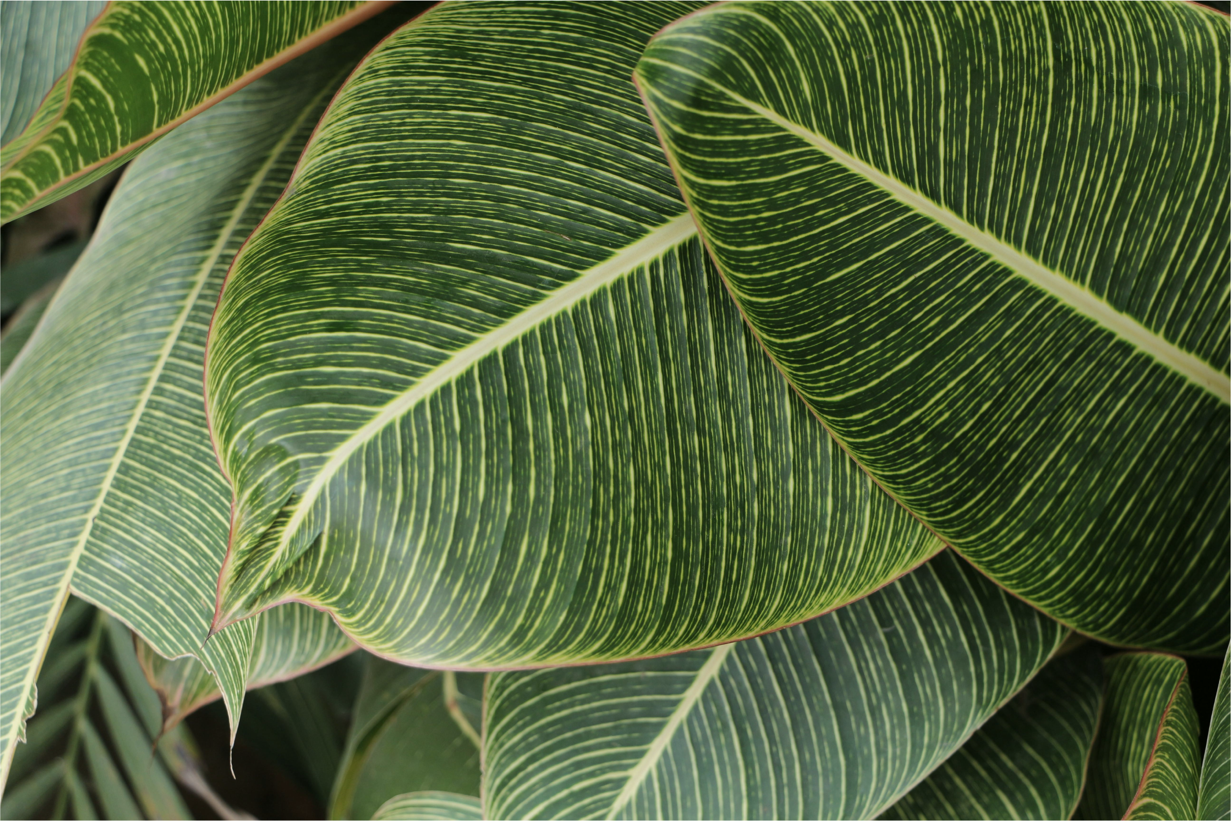 Close-up of green leaves with yellowish striping and red edges.