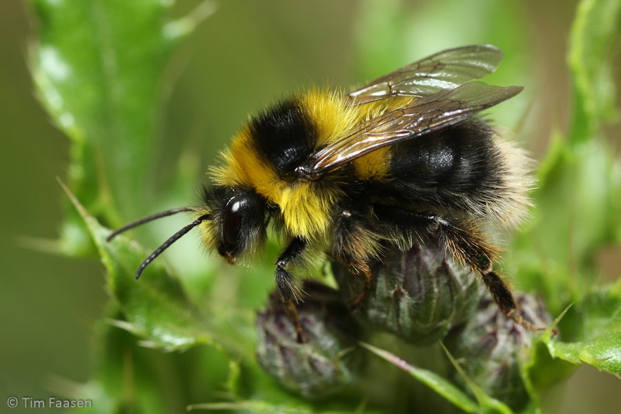veenhommel_Bombus jonellus_man