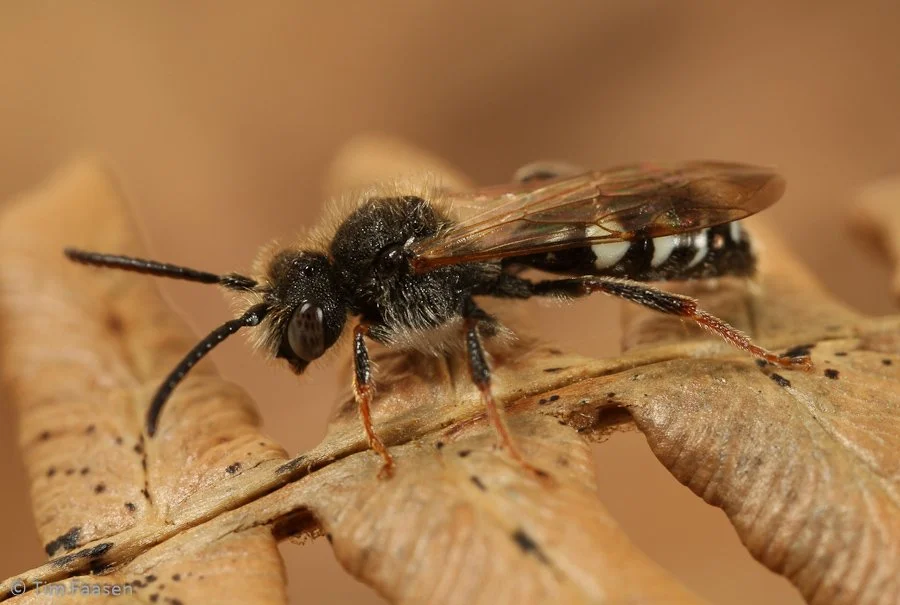 donkere dubbeltand_Nomada obscura_man