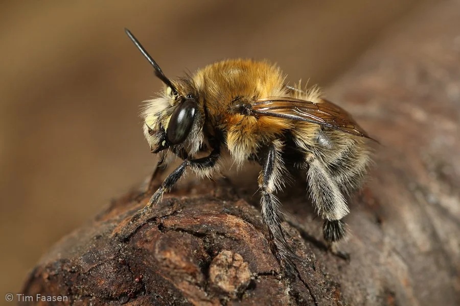 gewone sachembij_Anthophora plumipes_man