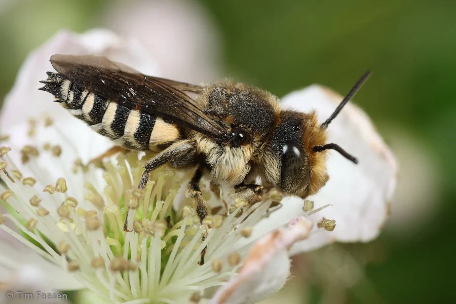 grote kegelbij_Coelioxys conoidea_man
