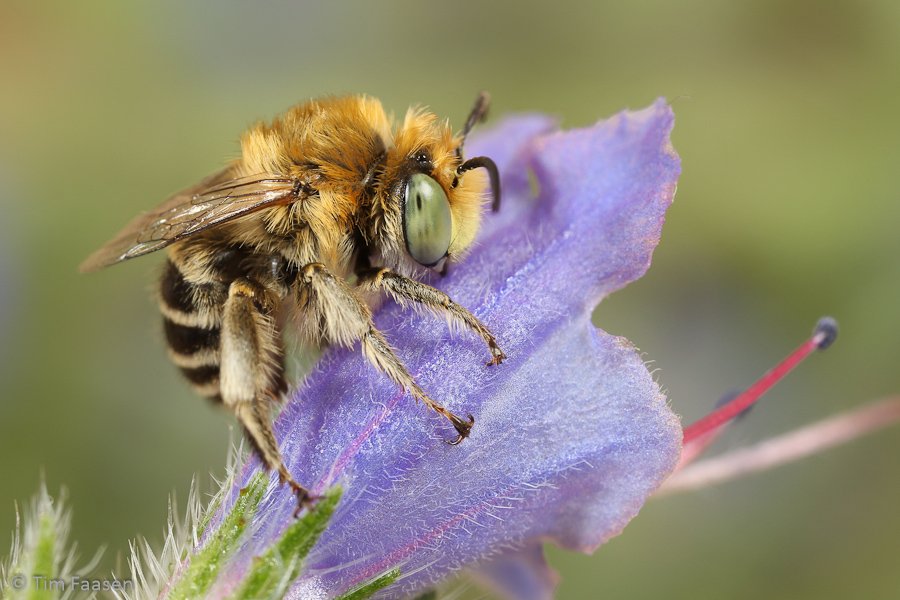 kleine sachembij_Anthophora bimaculata