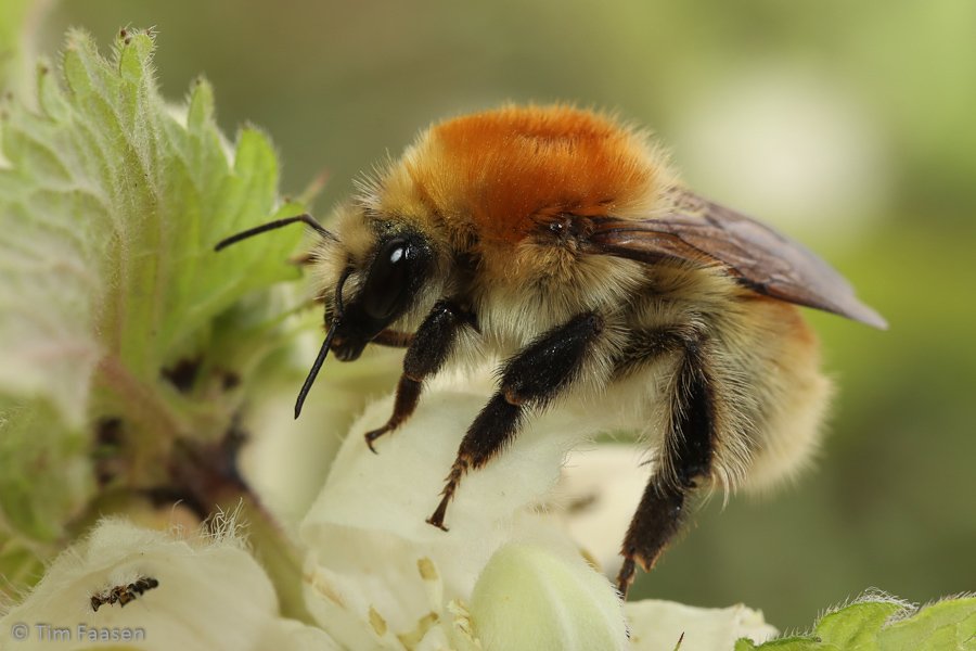 moshommel_Bombus muscorum_vrouw
