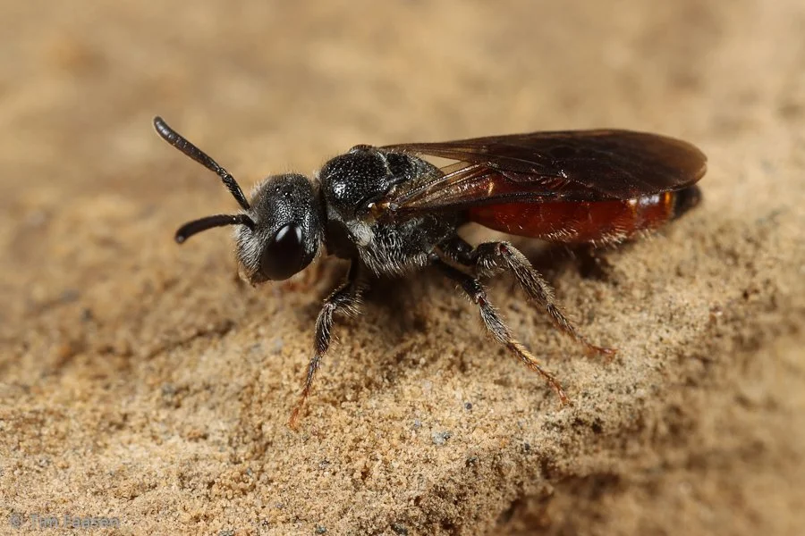 gestreepte bloedbij_Sphecodes rufiventris_vrouw