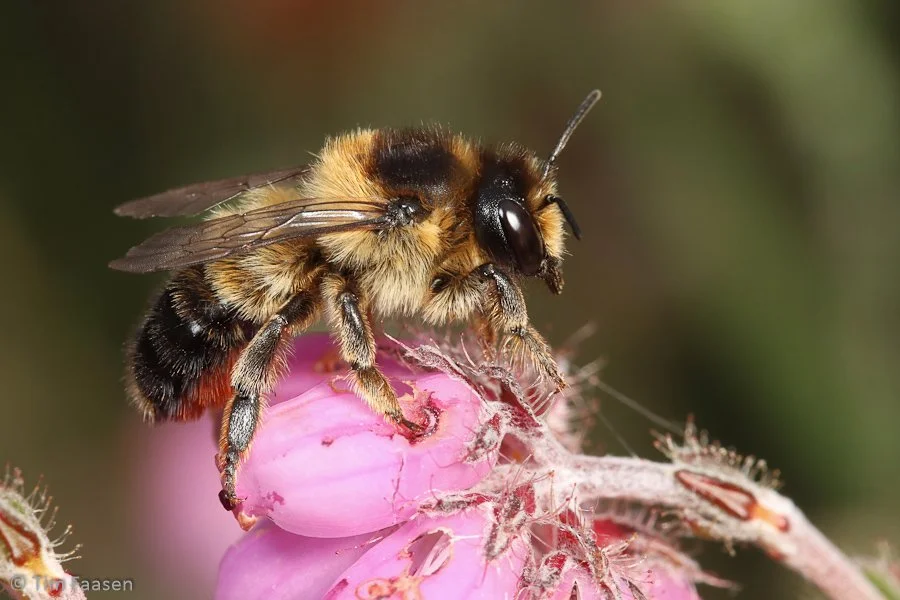 ericabij_Megachile analis_vrouw