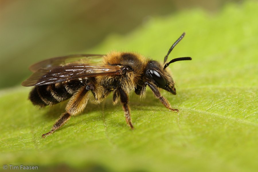 sporkehoutzandbij_Andrena fulvida_vrouw