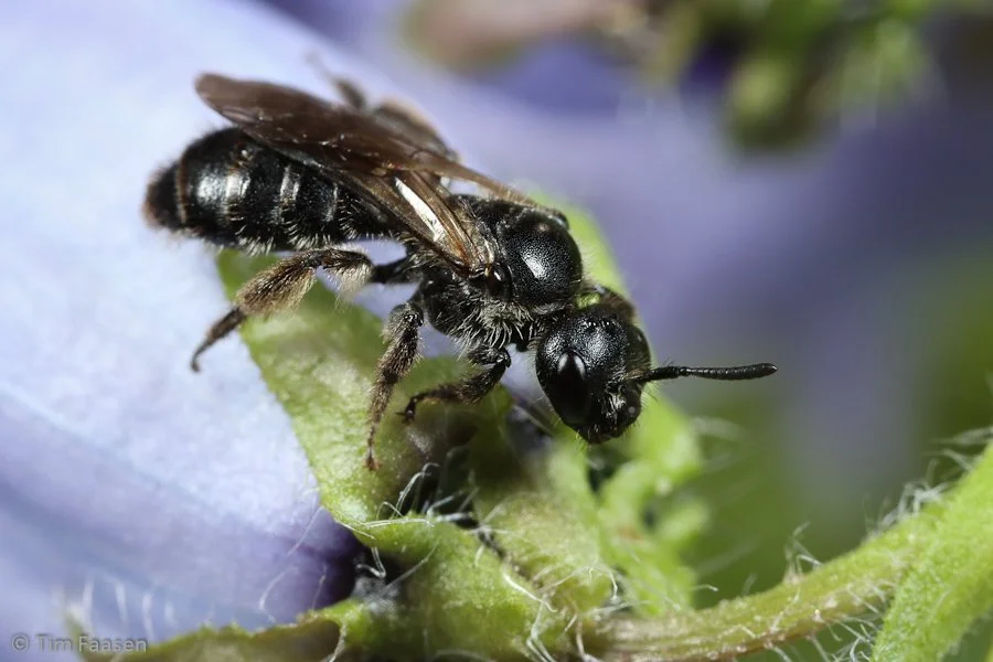 gewone klokjesglansbij_Dufourea dentiventris_vrouw