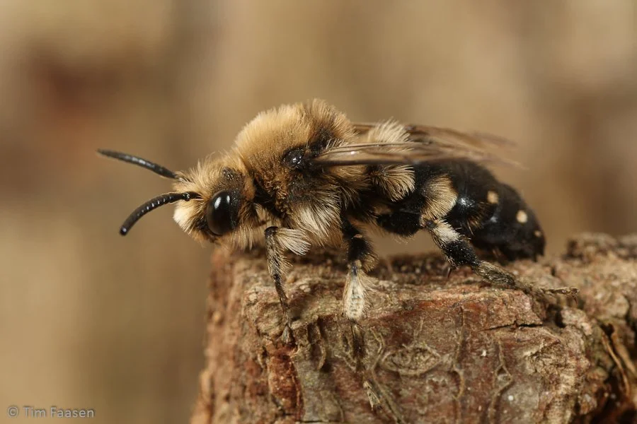 bruine rouwbij_Melecta albifrons_man
