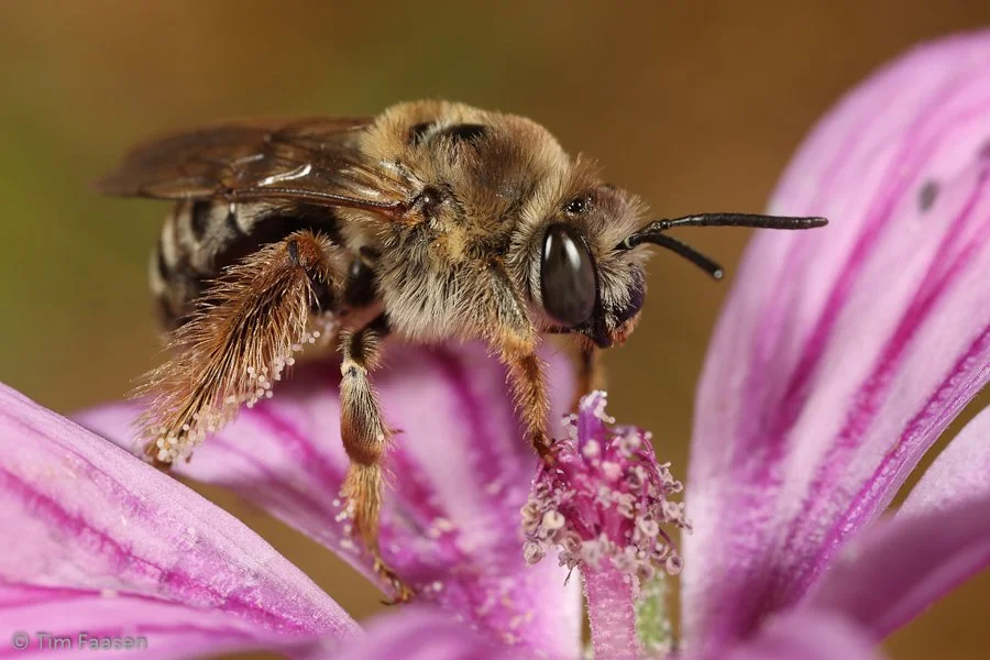 malvabij_Tetralonia malvae_vrouw