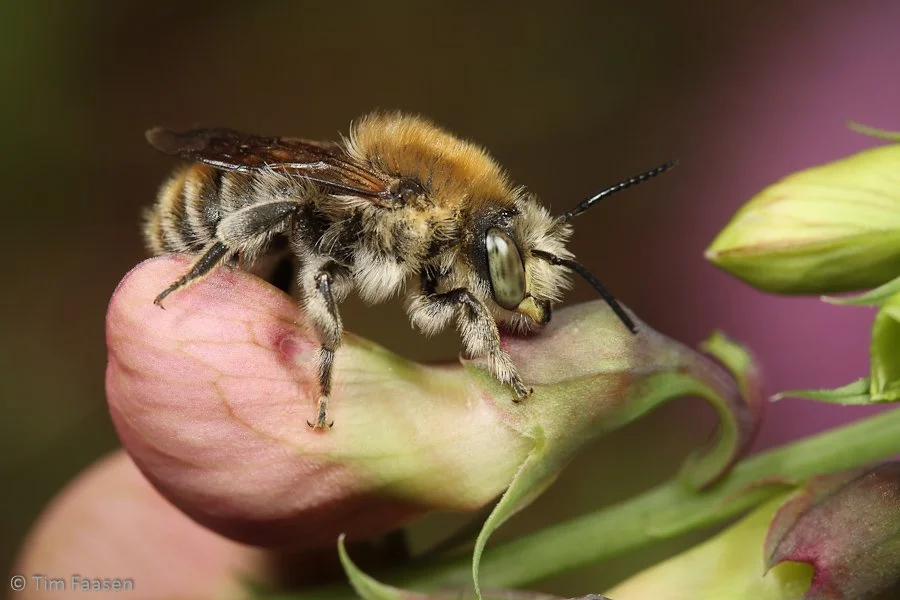 grote harsbij_Trachusa byssinum_man