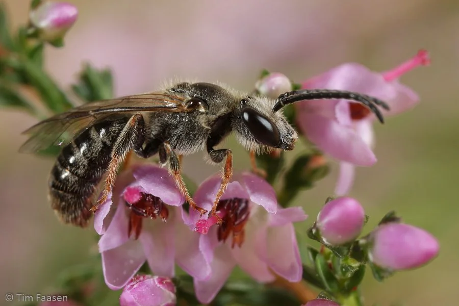 viltige groefbij_Lasioglossum prasinum_man