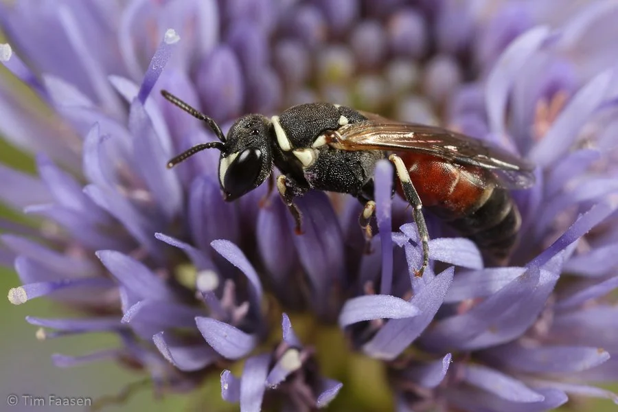 rode maskerbij_Hylaeus variegatus_vrouw