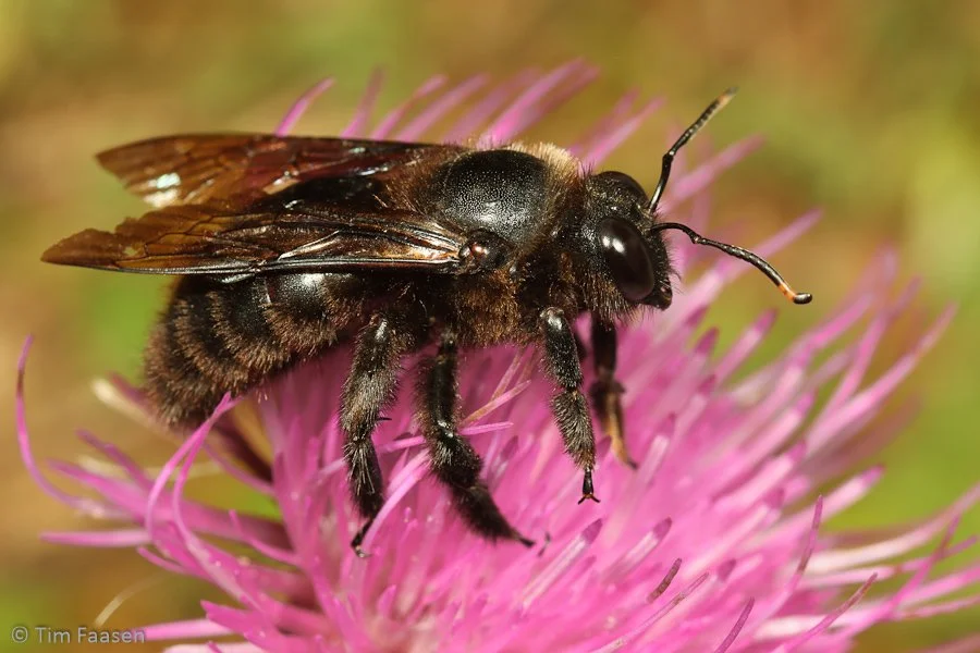 blauwzwarte houtbij_Xylocopa violacea_man