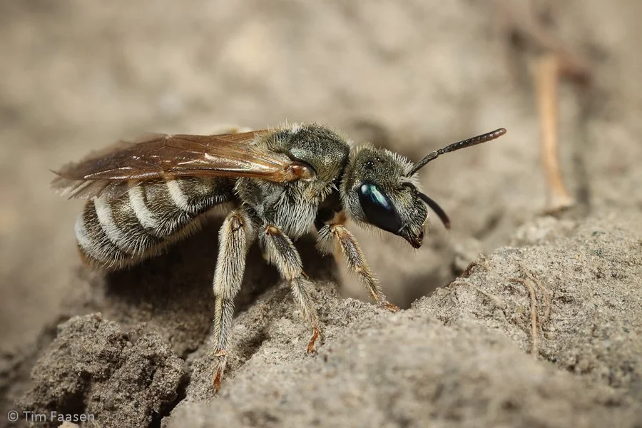 Vrouwelijke Zuidelijke Bronsgroefbij_Halictus leucaheneus