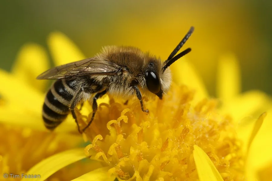 donkere zijdebij_Colletes marginatus_man