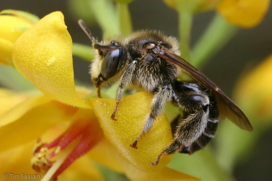 gewone slobkousbij_Macropis europaea_man
