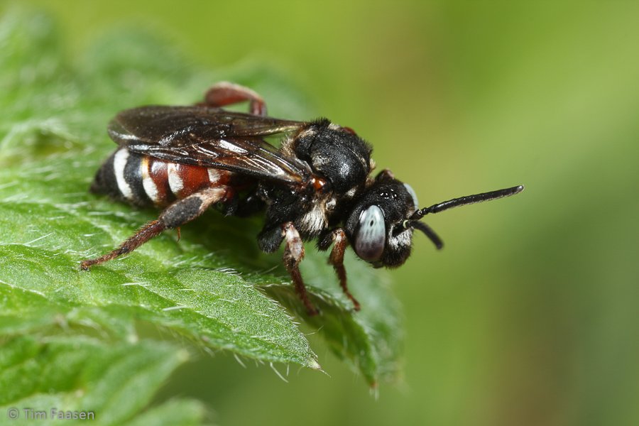 bonte viltbij_Epeoloides coecutiens_vrouw