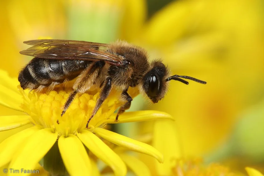 donkere rimpelrug_Andrena bimaculata_vrouw