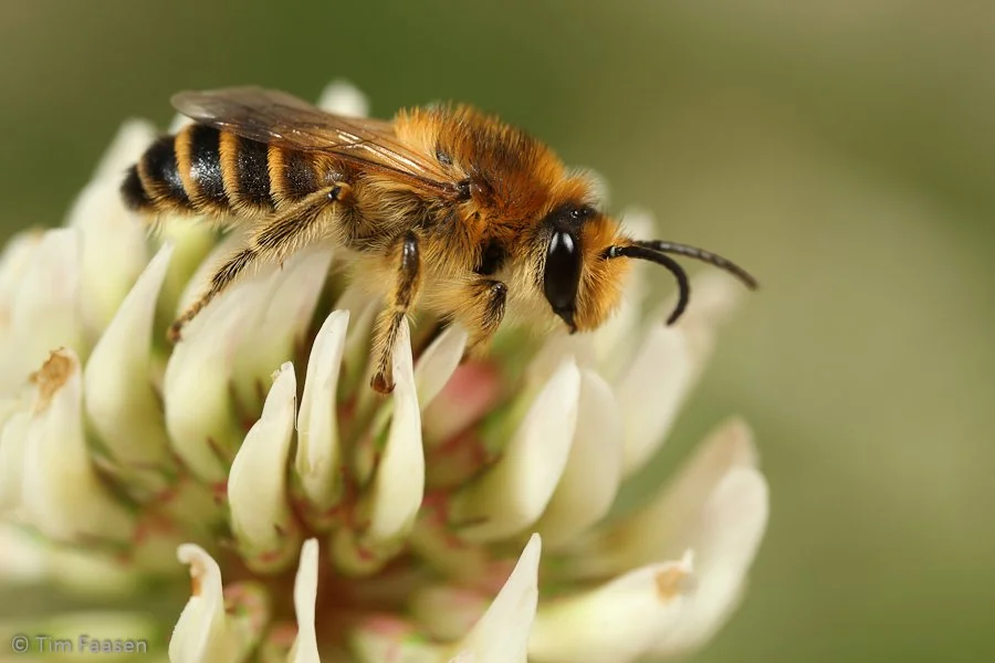 klaverdikpoot_Melitta leporina_man