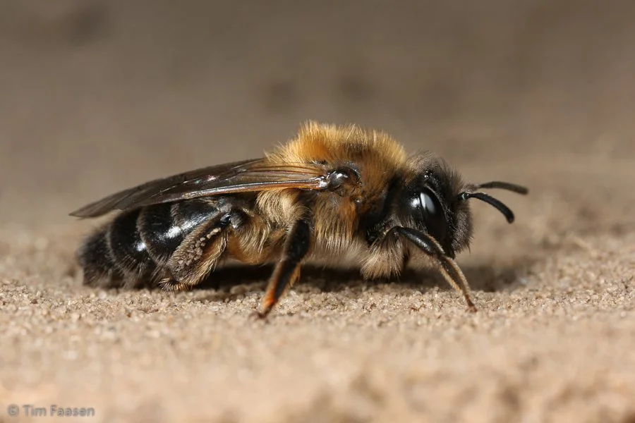 donkere wilgenzandbij_Andrena apicata_vrouw