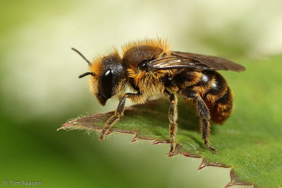 kauwende metselbij_Osmia leaiana_vrouw