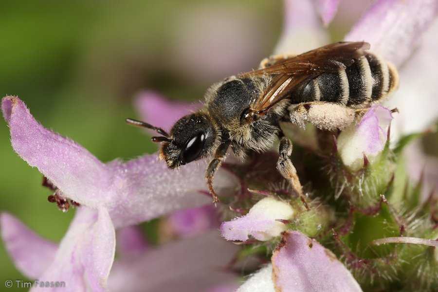 slurfbij_Rophites quinquespinosus_vrouw
