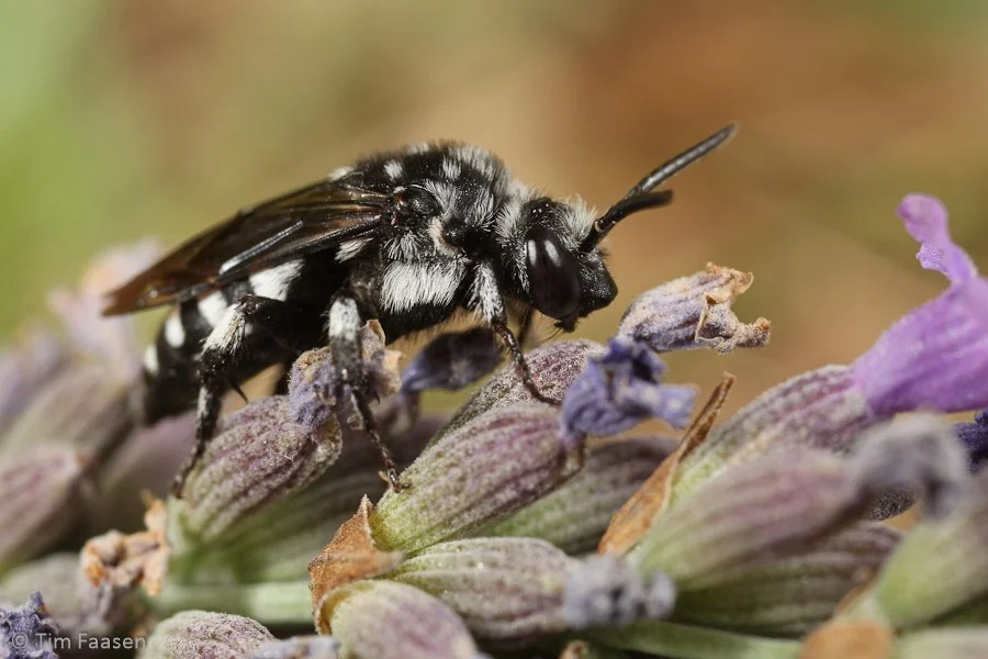 vlekkenbij_Thyreus orbatus_vrouw