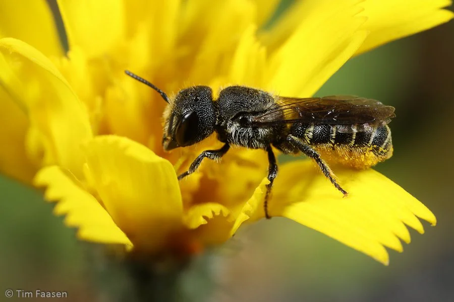BeeWell-tuin_tronkenbij_Heriades truncorum_vrouw_a_TNB_