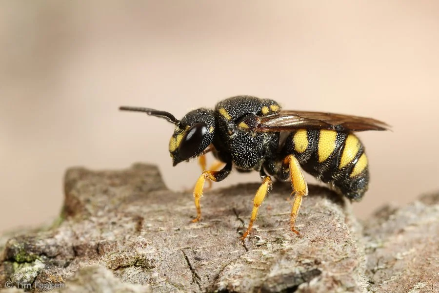 gele tubebij_Stelis signata_man