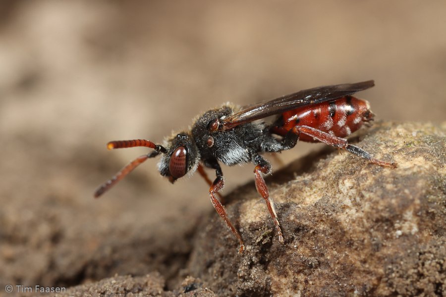 dubbeldoornwespbij_Nomada femoralis_vrouw