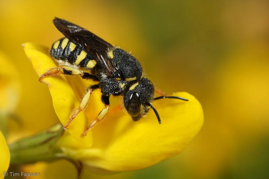 kleine harsbij_Anthidiellum strigatum_vrouw