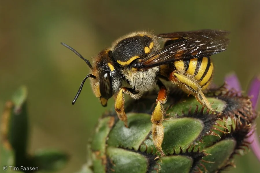 grote wolbij_Anthidium manicatum_vrouw