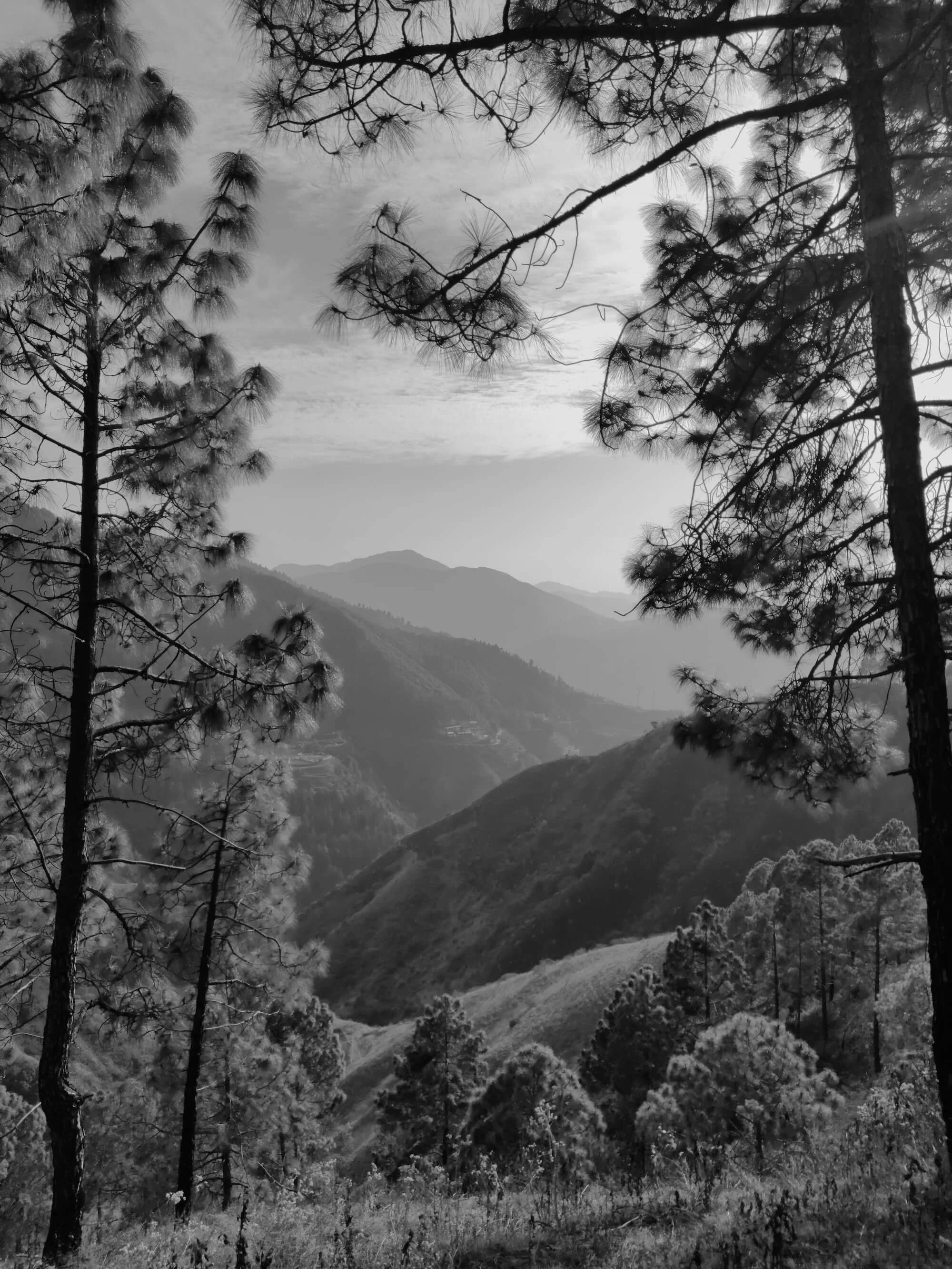 Black and white landscape photograph taken from a forested hillside, with tall pine trees framing a sweeping view of layered mountain ridges receding into a hazy horizon under a partly cloudy sky.