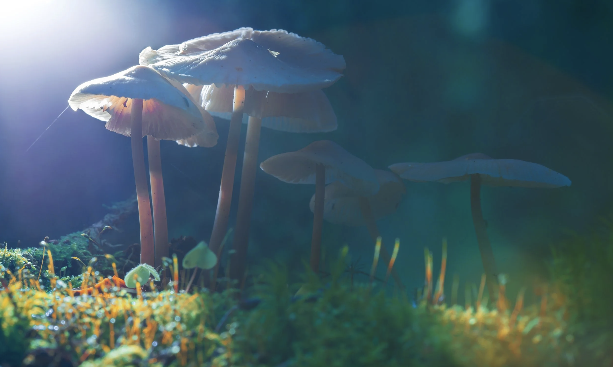 Mushrooms in a late sun, on the forest floor