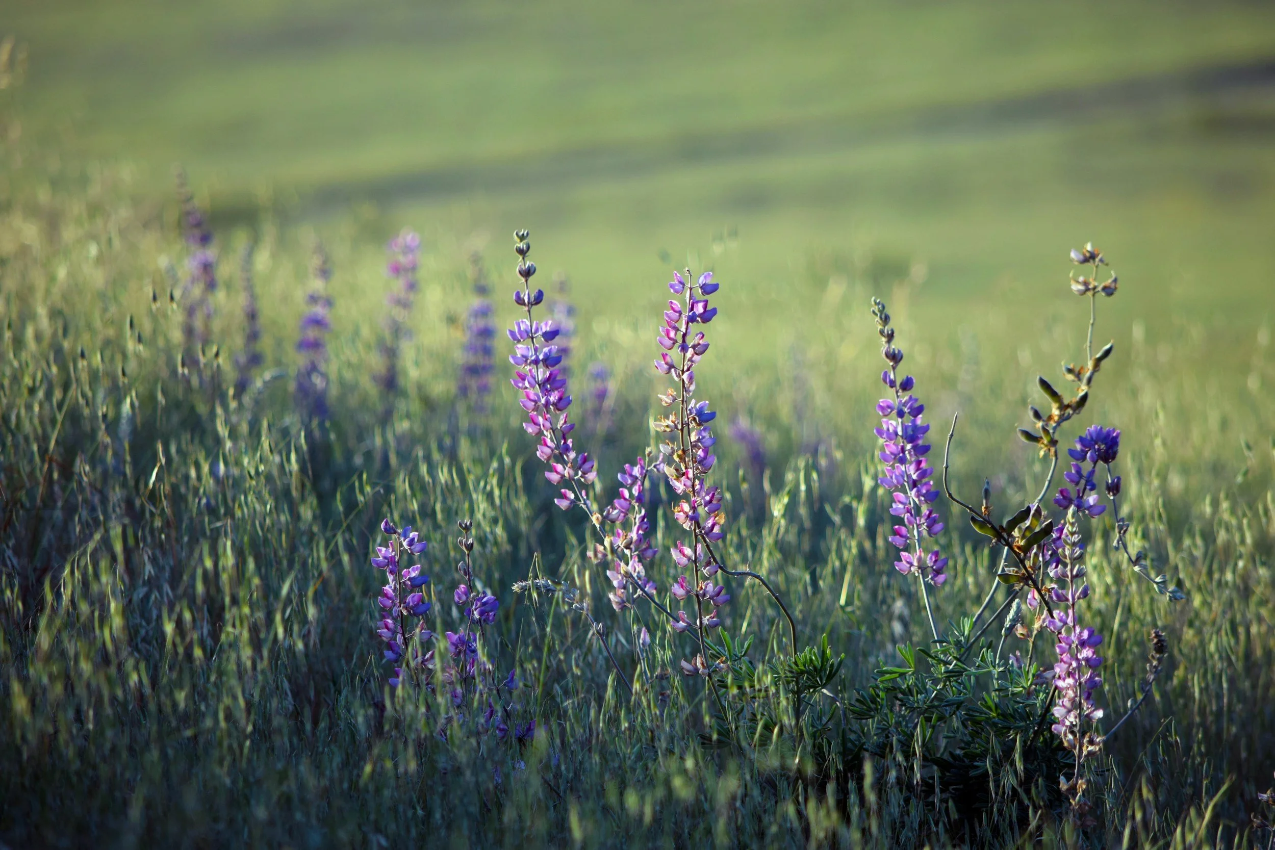 picture of the nature at boulder canyon retreat center for plant medicine retreats
