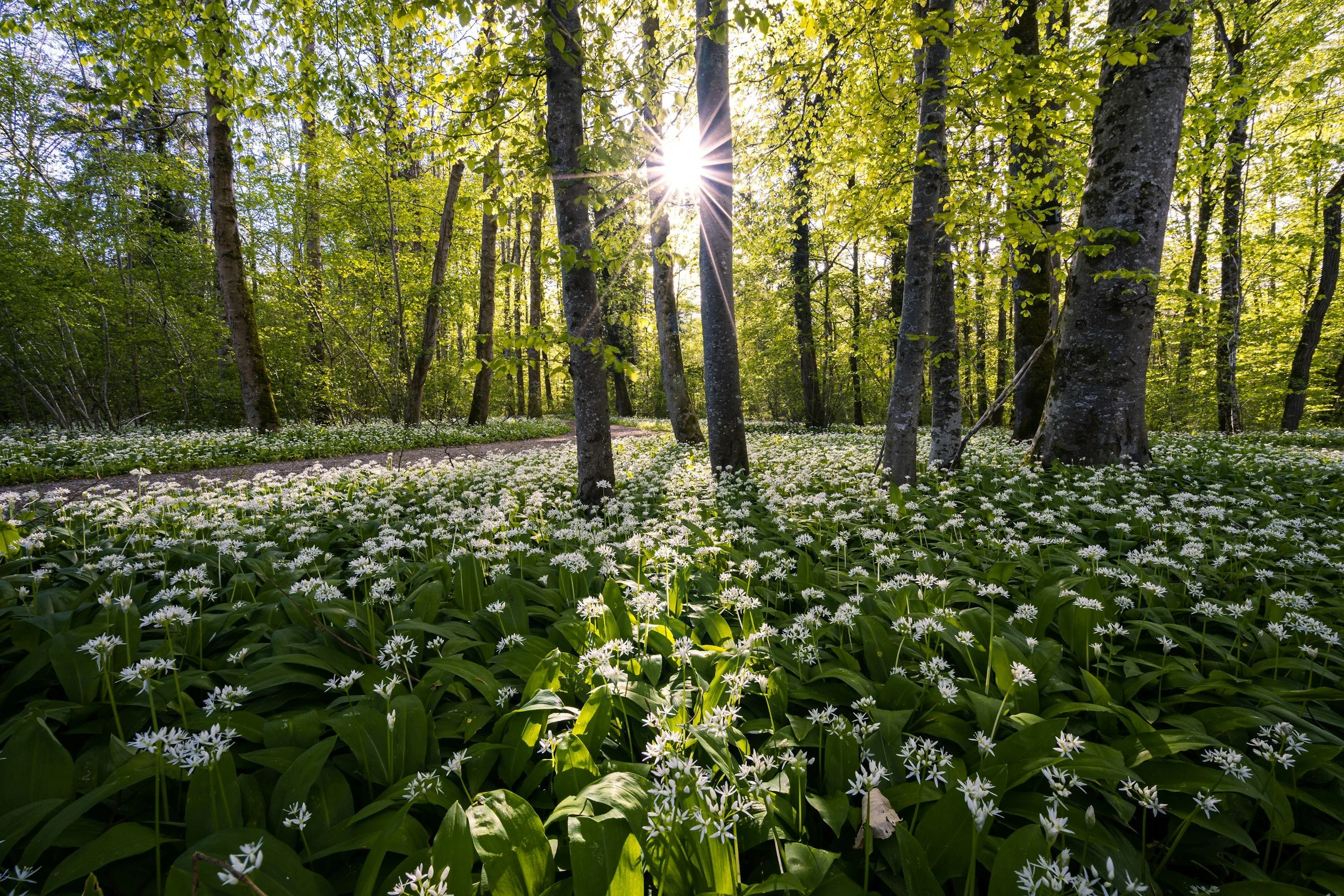 Afternoon sunlight shining through trees on a pathway full of spring flowers