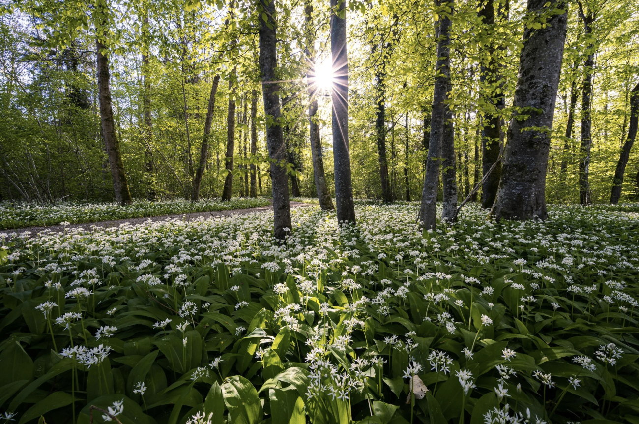 Nature as Co-Facilitator: Why Healing Accelerates in the Wild