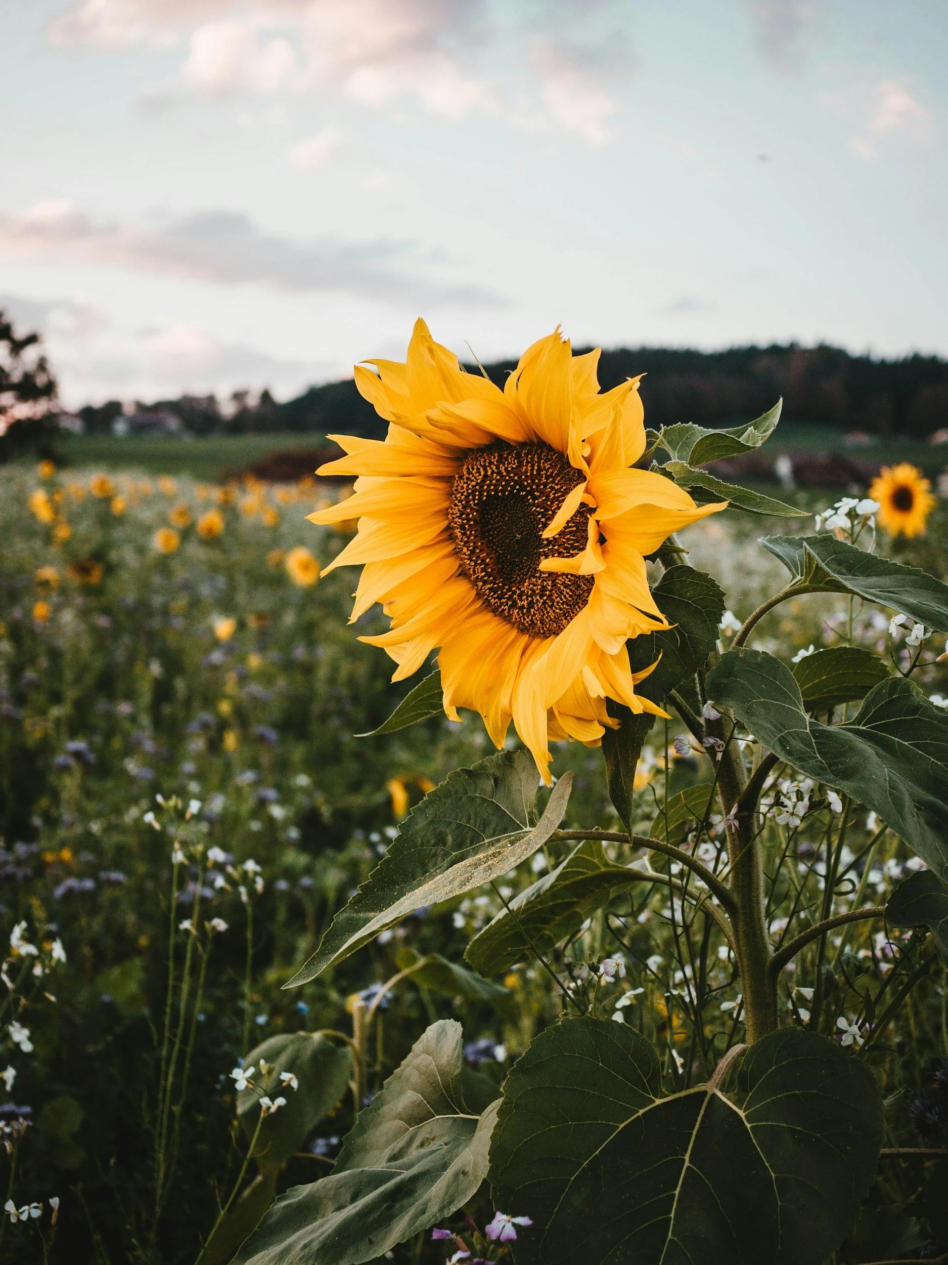 The Fire Within: Reclaiming Your Power Through Your Third Chakra