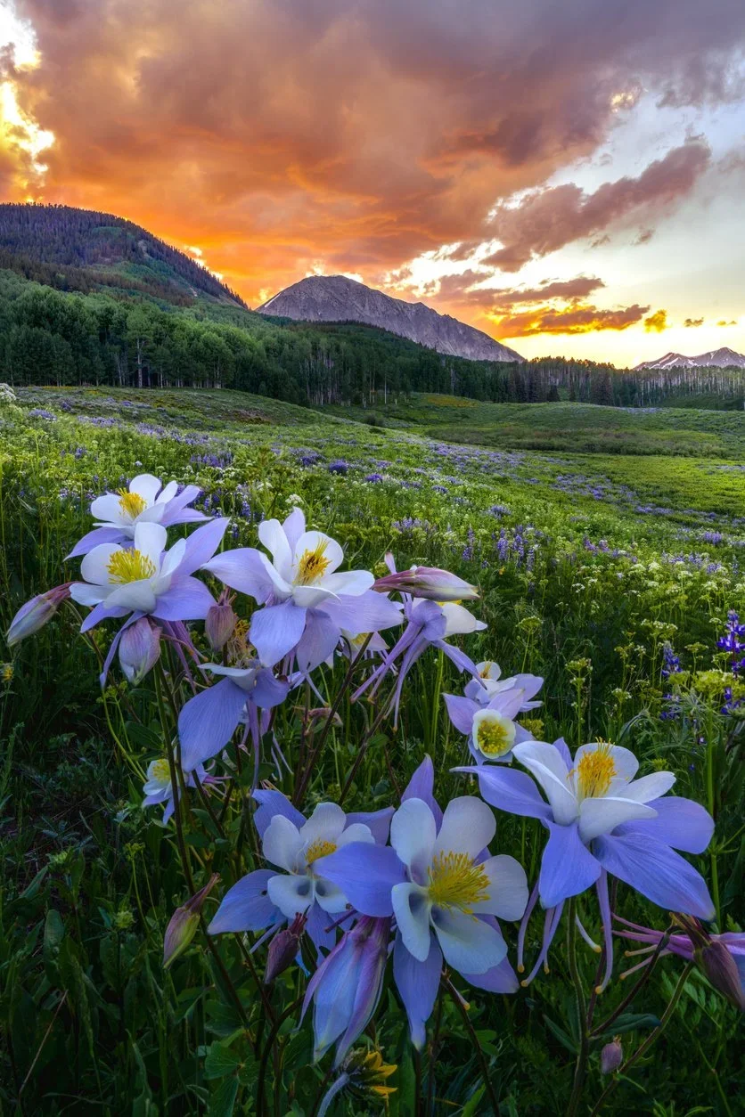 A vibrant sunset over a mountain landscape with a meadow of purple and white wildflowers in the foreground.