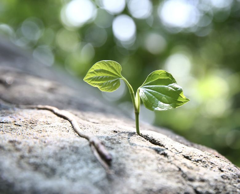 baby plant emerging with two green leaves from a cracked rock showing life and spring-time