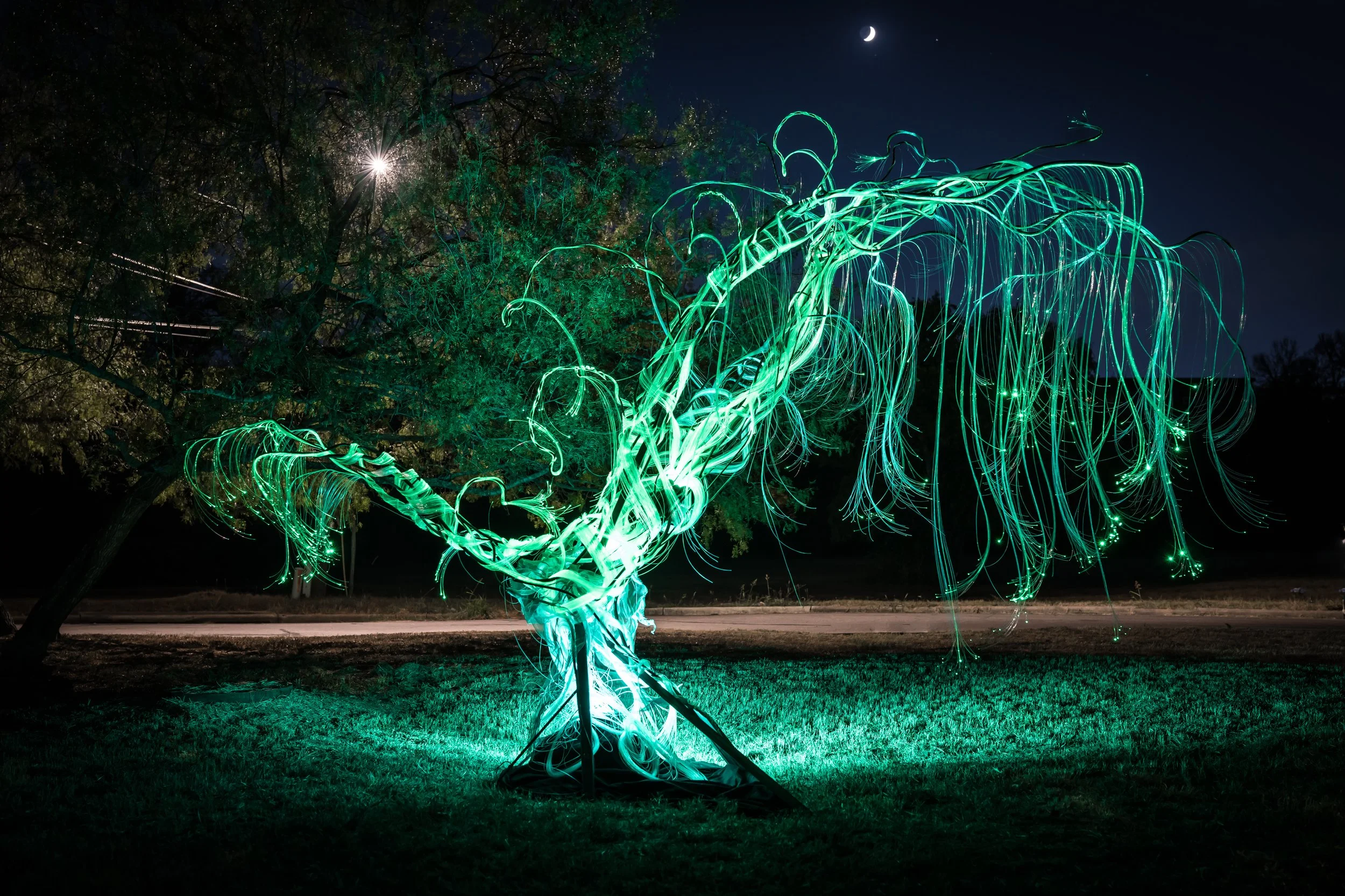 Austin Landscape Sculpture - Ms Tree 2024 - The Circle - 02.jpg